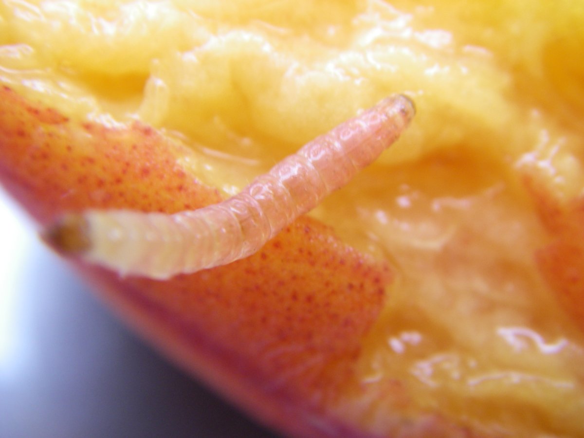 2006 August 14th, I found a worm inside a peach, so I took itto school